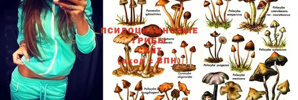 дурь Ельня